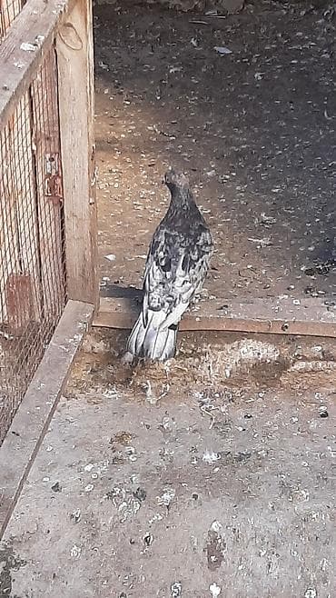 ebresler: Temiz qan ebres erkek qizgindi ayaqi tuklu kesilib papislari — 5