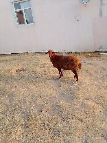 eşşəklər: 1 qarın doğub şişək satılır istəyən olsa yazsın videosunu atım baxın — 6