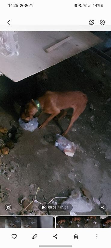 barter itle: Qəhvəyi rəngli, orta ölçülü it satılır k9/övladlığa verilir. Yüksək — 1