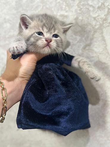 Digər heyvanlar: Britan — 2