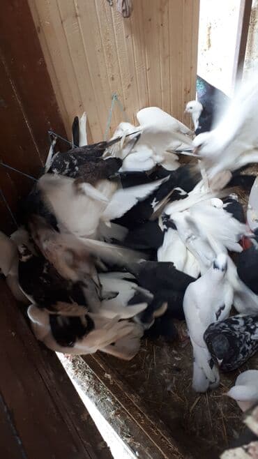 sumqayit goyercin: Məhsul: Ev göyərçinləri (bir neçə rəngdə və növdə) Təsvir: - — 8