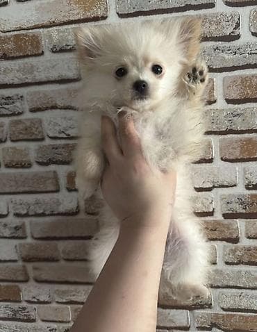 pomeranski špic poklanjam: Şpitz, 2 ay — 1