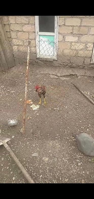 ucuz cuce: Toyuq, Damazlıq — 9