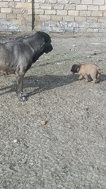 xasqi balaları: Kanqal — 4