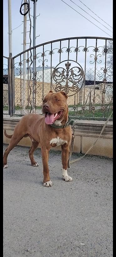 golden it cinsi: Pitbul, 10 ay, Erkek, Peyvəndli — 2