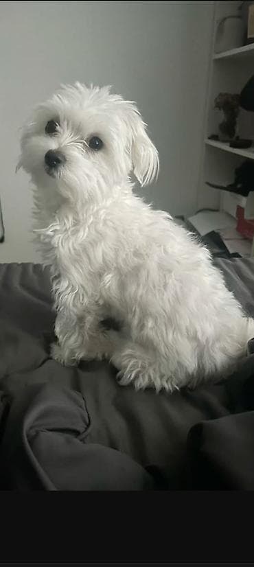 İtlər: Malta bolonka, 3 ay, Dişi, Peyvəndli — 2