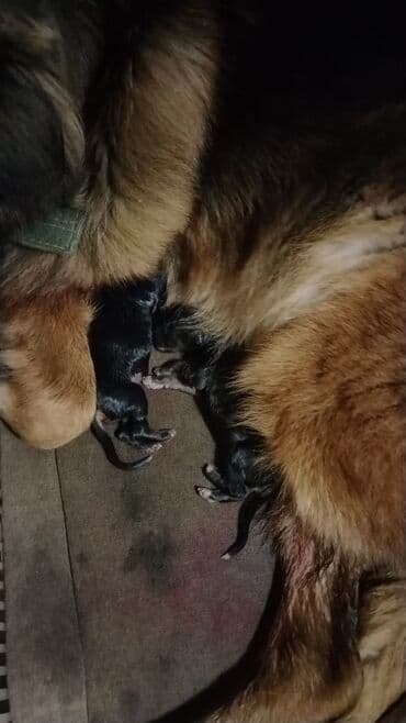 немецкие овчарки щенки купить: Немецкая овчарка, С прививками — 5