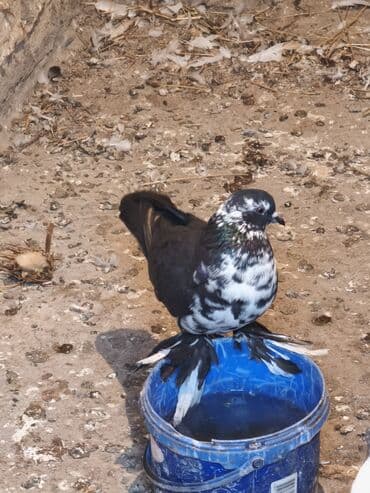 Tutuquşları: Iki maya bir erkek oynaq deyilər uçandılar — 3