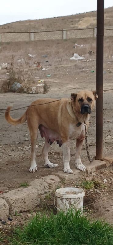 alabay itleri haqqinda melumat: Qurdbasar, 3 il, Dişi, Peyvəndli, Ödənişli çatdırılma — 3