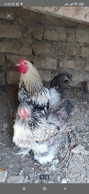 qaz bala: Toyuq, Brama, Damazlıq — 1