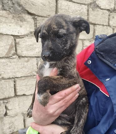 lalafo ev heyvanlari: 1 ay, Pulsuz çatdırılma — 6