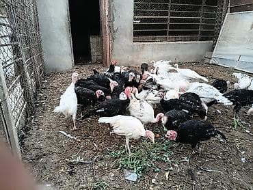 hindus: Məhsul: Hind quşları (sürü halında) Qiymət son 1 eded 25 azn Təsvir: - — 4