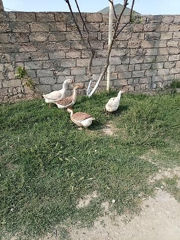 Qaz: 3 fere 1 erkey saglamdilar erkeyin qiymeti ayridi real alicilar yazsin — 2