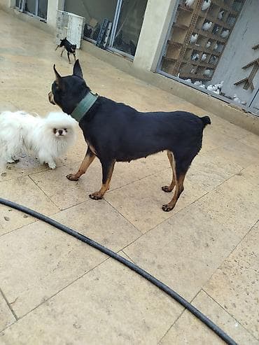 Doberman, 1 il, Dişi, Peyvəndli, Ödənişli çatdırılma lalafo.az -da Doberman, 1 il, Dişi, Peyvəndli, Ödənişli çatdırılma