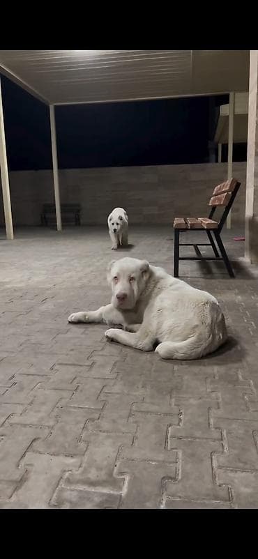 heyvan cantası: Alabay — 6