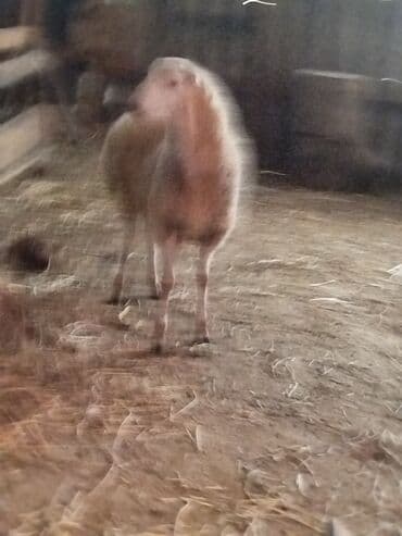 Erkek quzudu diri çəkisi 48kq - Cins: ev qoyunu (ağ-qonur rəng lalafo.az -da Erkek quzudu diri çəkisi 48kq - Cins: ev qoyunu (ağ-qonur rəng