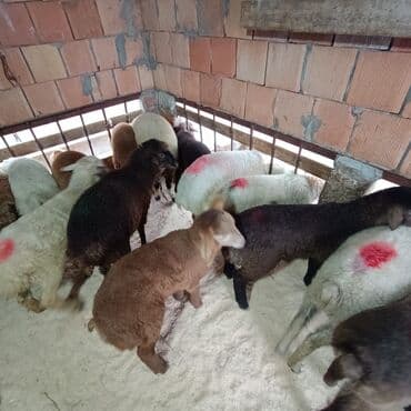 K/t heyvanları üçün mallar: Superin superi quzularımiz gəlib kom 235 den deyirik danışmaq olar — 6