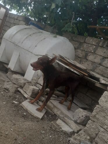 доберман купить: Doberman, 2 ay, Erkek, Ünvandan götürmə — 2