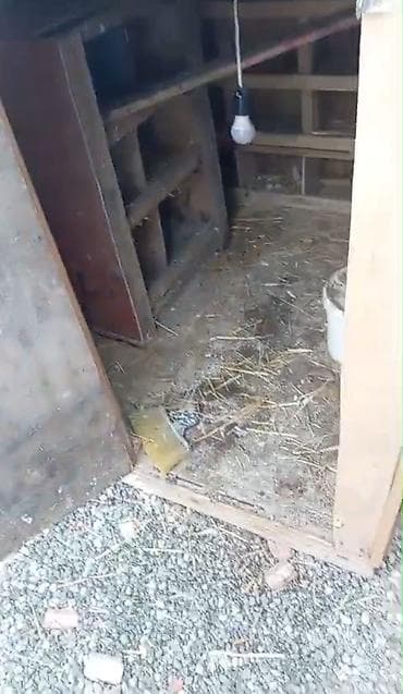 rəngli quşlar: Taxta goyərcin/broyler kümesi - Material: tamamilə taxtadan yığılmış — 2