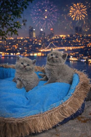 britan şinşila: Britan, Erkək, Yaxşı əllərə — 1