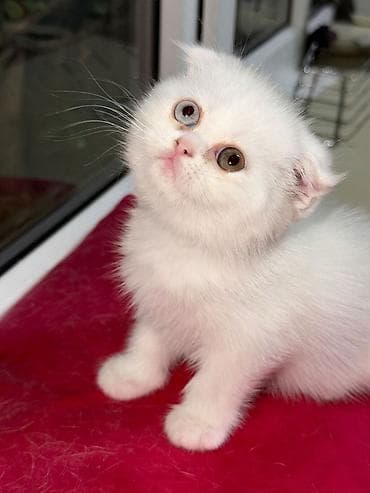 siam pisiyi: Şotland — 4