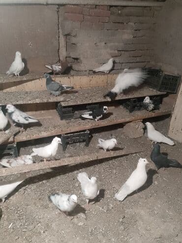 Göyərçinlər: 35 ədəd göyərçin var təcili satılır — 2