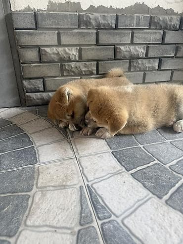 erkek: Akita-inu, 2 ay, Erkek — 1
