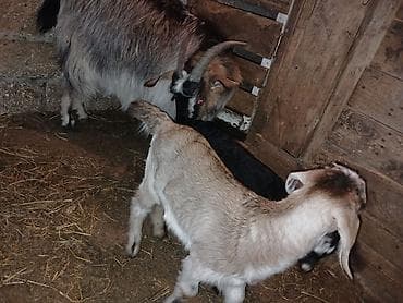 keçi dişi: Məhsul: Balalı keçi Təsvir: - Balalar mart ayının 17-si doğulub.1 — 6