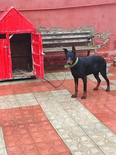 Другие животные: Salam 10 aylık erkeydi temiz cinsidi mehriban itdi yesine bezi — 3