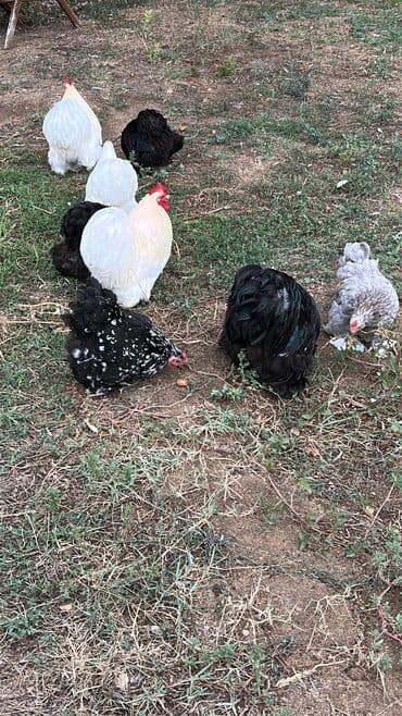 Dekorativ bantam toyuqları – müxtəlif rənglərdə və nadir lələk