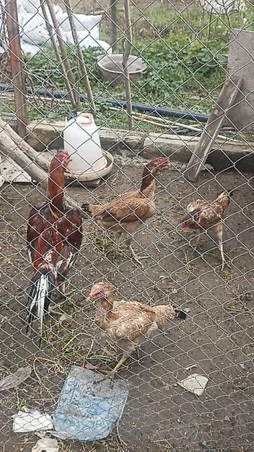 Heyrati xoruz satilir 2 yas 3 aylixdi damazlix ucun ela qandi