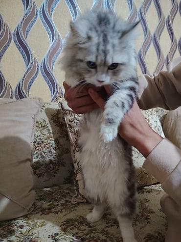scotland pisikler: Tabbi — 2