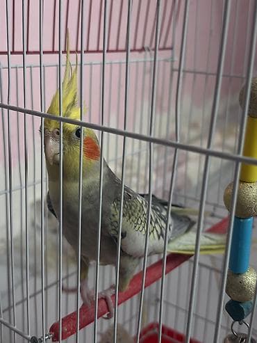 Məhsul: Nimfa (Cockatiel) cütü və qəfəs dəsti Təsvir: - İki ədəd — 2