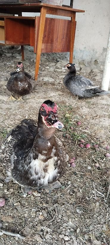 ordek satisi: Macar ördəkləri.2disi 1 erkek. cütləşirler.Yumurtaya 1hefteye — 3