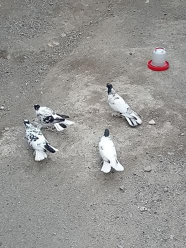 Növ: Ev göyərçinləri (ağ-qara və ağ-qəhvəyi naxışlı) Say: Şəkillərdə