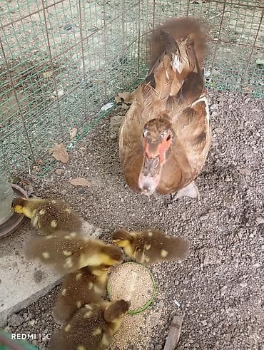 balaca it adlari: Krasnodar ördək balası satılır.6 günlükdilər.Ariginal,təmiz qan — 4