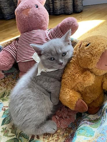 pisiyler: Şotland — 3