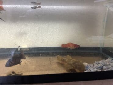 glofish balığı: Sülhsevər — 7