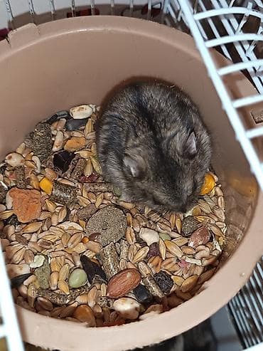 dele heyvan: 20 25 manat arası təcili satılır — 3