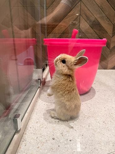 dovşan: 🐰 2 aylıq mavi gözlü dovşan satılır. Evdə böyüdülüb, insanlara öyrəşib — 4