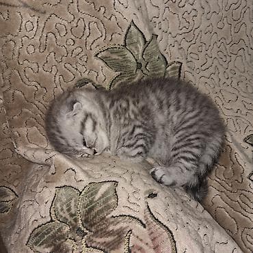 котята в баку бесплатно 2020: Шотладская вислоухая, В добрые руки, Бесплатная доставка — 1