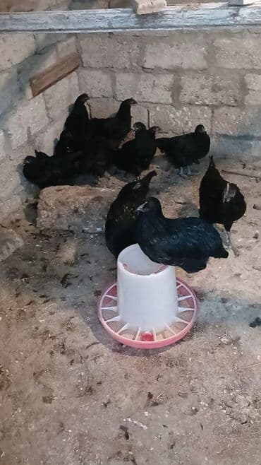 toyuga verilen adlar: Toyuq, Ətlik — 3