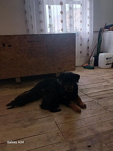 toy pudel satilir: Rotveyler, Peyvəndli — 6