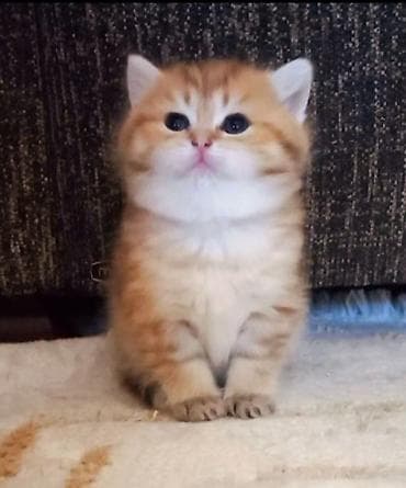 disi danalar: Britan, Erkək, Dişi, Yaxşı əllərə, Ünvandan götürmə — 2