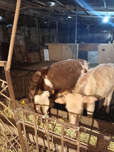 С/х животные и товары: Satışda dana və buzovlar - Şəkillərdə olan 3 baş buzov/dana - Qulaq — 2