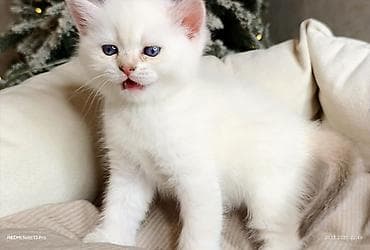 Ağ tüklü, mavi gözlü balaca pişik balası. Xüsusiyyətlər: - Rəng