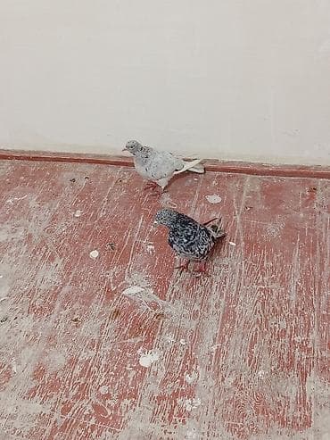 ov itleri satilir: Cütlüyü olan qəvvas göyərçinlər (cüdulər reyal alclar narhat edsin — 2