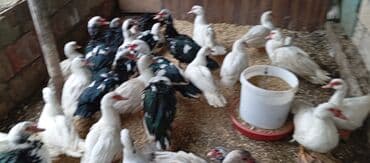 bıldırcın satılık: Təcili satılır.Real alıcılar əlaqə saxlaya bilər — 10