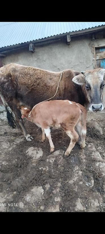 simental inek satışı: İnək buzağı ilə birlikdə - Cins: yerli qarışıq tip (şabalıdı-qəhvəyi — 1