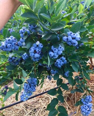 dibcək gulləri ev gulleri ve adlari: Qolubika mavi gile hazır dipceylerde mehsula düşən kollar yeni gəlib — 1
